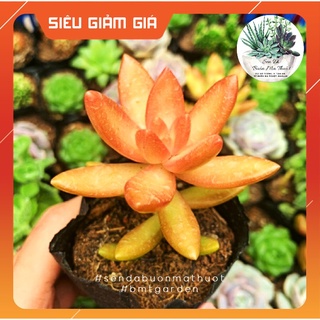 SEN ĐÁ ĐÁ CAM🧚[SIÊU ĐẸP]🧚 - SEN ĐÁ BUÔN MA THUỘT