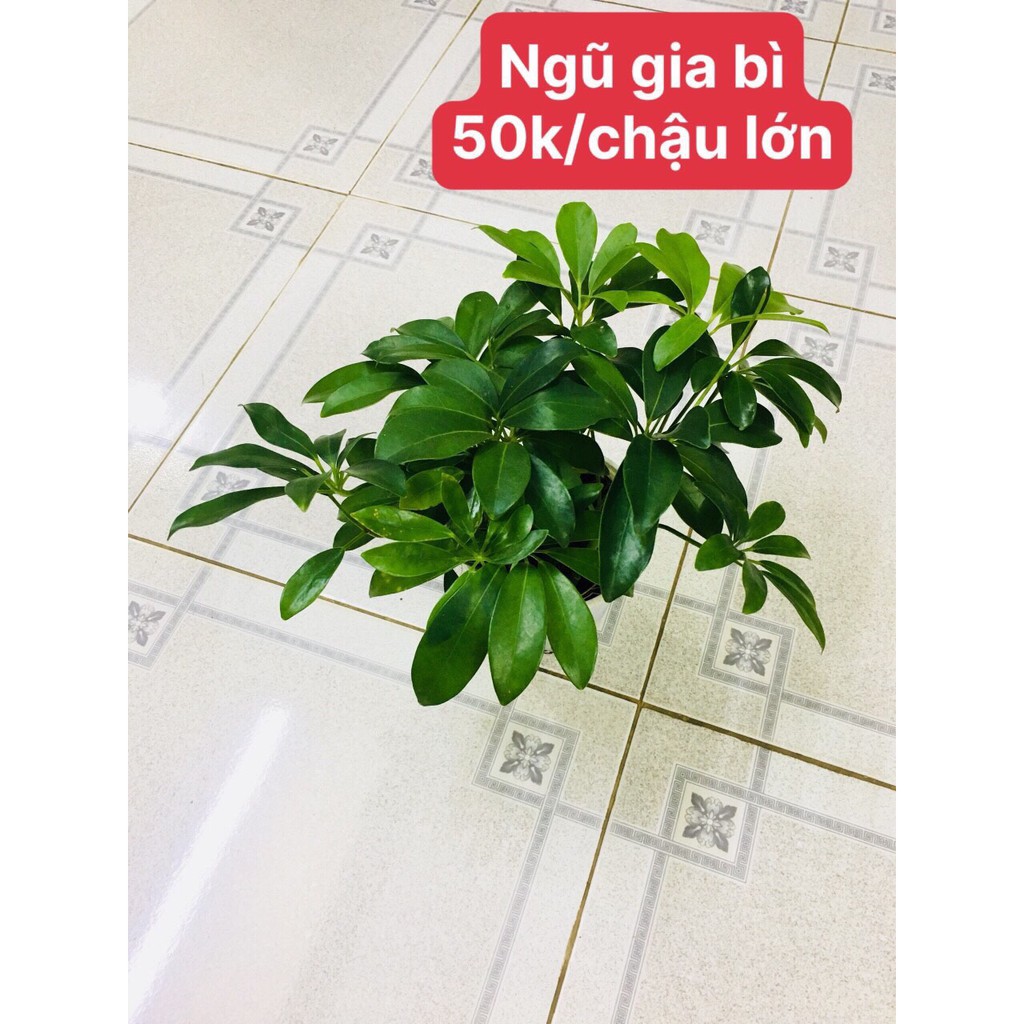 Cây Ngũ Gia Bì lớn