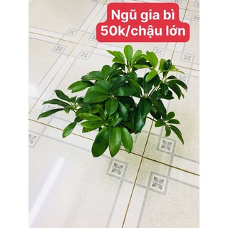 Cây Ngũ Gia Bì lớn