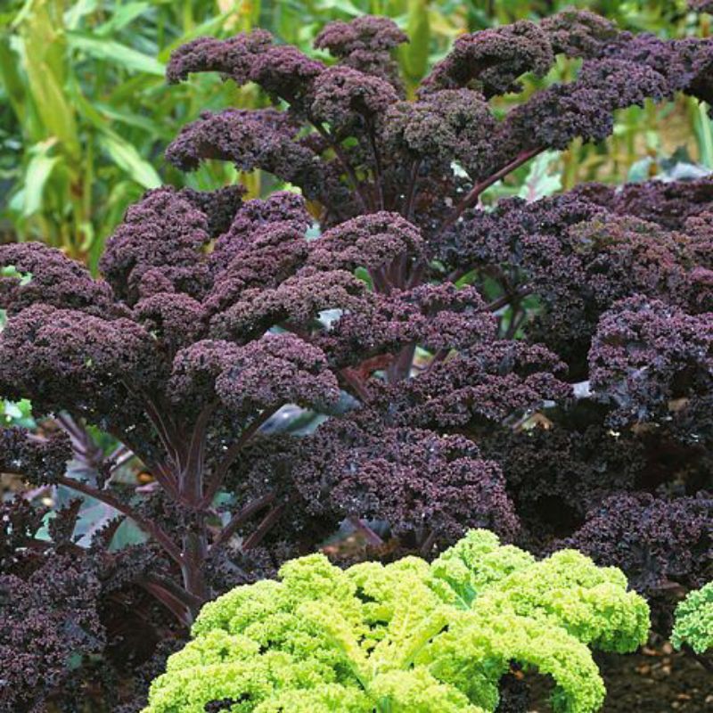 100 Hạt giống Kale xoăn tím F1 nhập khẩu Mỹ