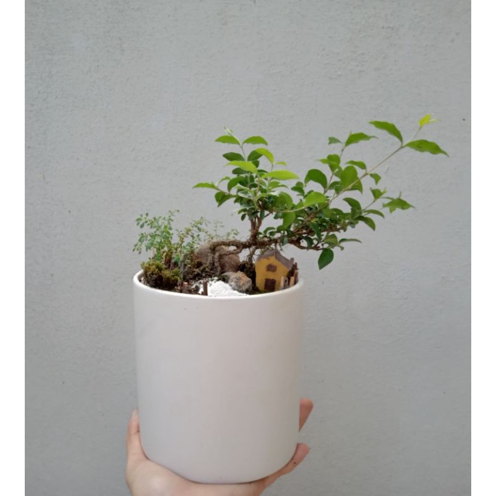 Cây cảnh bonsai mini để bàn, terrarium [Linh Sam và Sam Hương] - NeyuhGarden