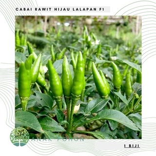 Hạt giống Loại ớt Cayenne xanh Loại Ớt dày đặc Lai F1 15h