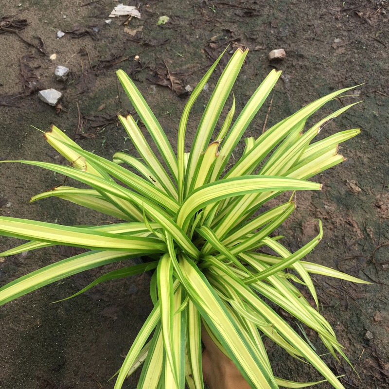 Cây dứa sọc vàng(dứa vạn phát) cao 20-25cm (như hình)