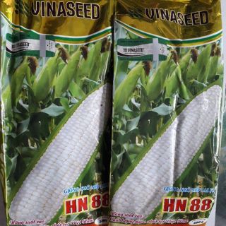 Lẻ 100gram Hạt giống ngô nếp lai HN88