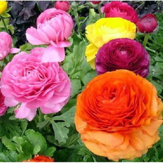 Hạt giống hoa hồng ri ba tư mix nhiều màu 15 hạt (mao lương)