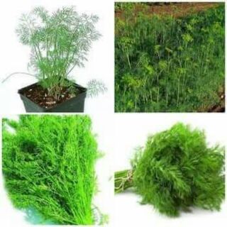 Hạt giống rau thìa là
