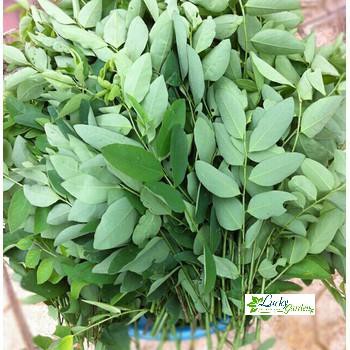 1g Hạt giống Rau ngót   XTRA