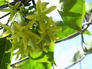 Cây hoa thiên lý