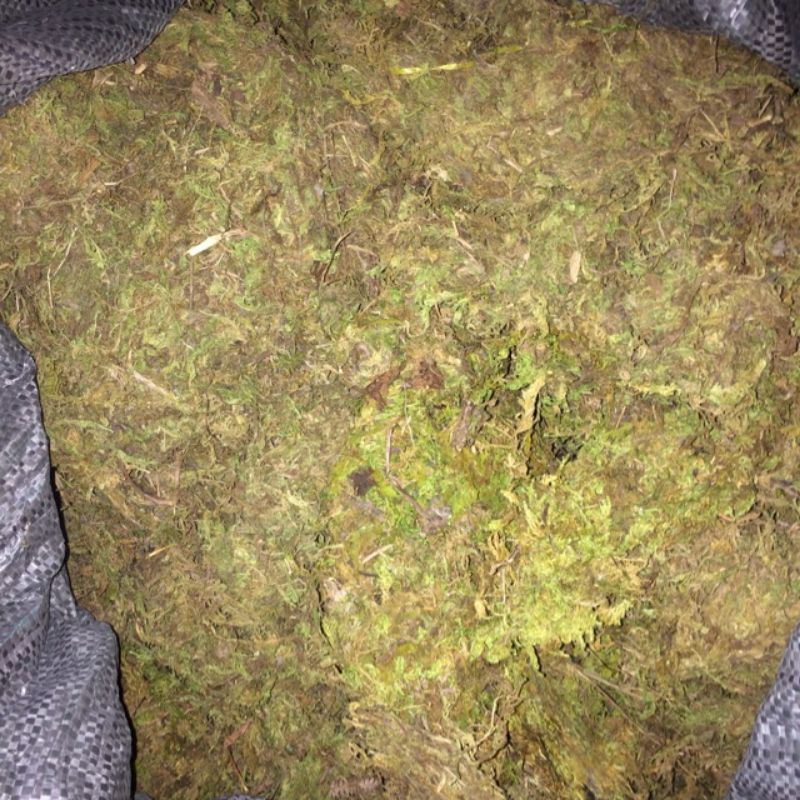 Rêu Rừng Cho Ốc 100g