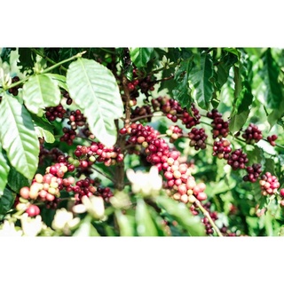 Giống cà phê vối TR9 ( cây to khoẻ đúng giống)
