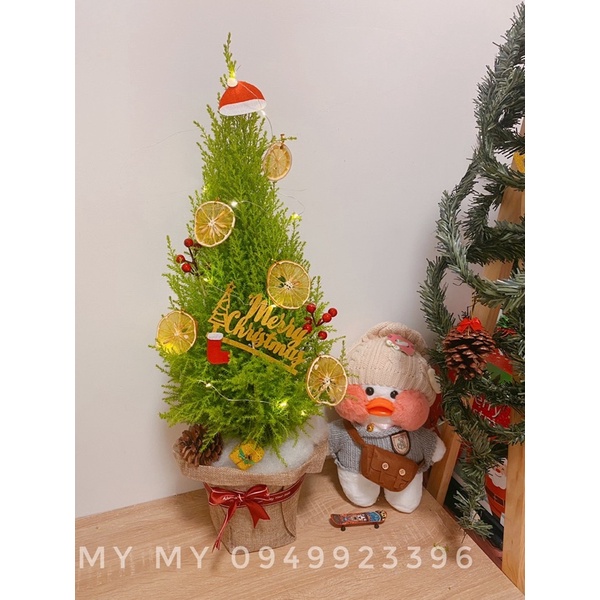 Cây tùng noel giáng sinh