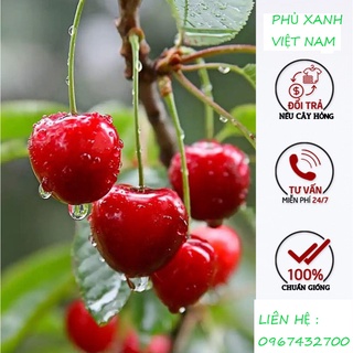 Cây giống chery barzil tứ quý