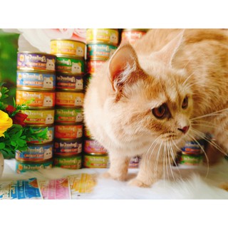 Pate Aatas Cat Cá ngừ