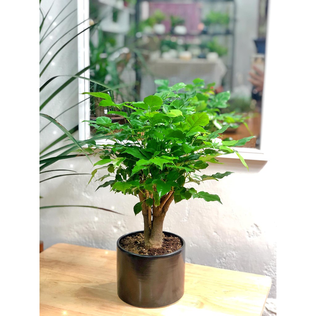 Cây hạnh phúc để bàn to bonsai