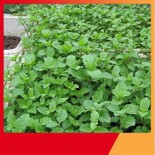 Hạt Giống Húng Bạc Hà