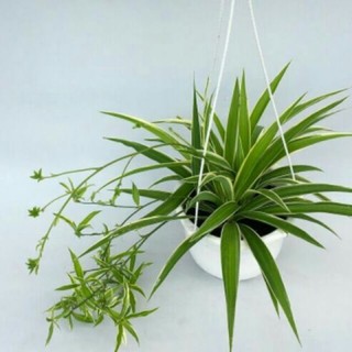 🌴 Cây lan phát tài + chậu sứ + soải