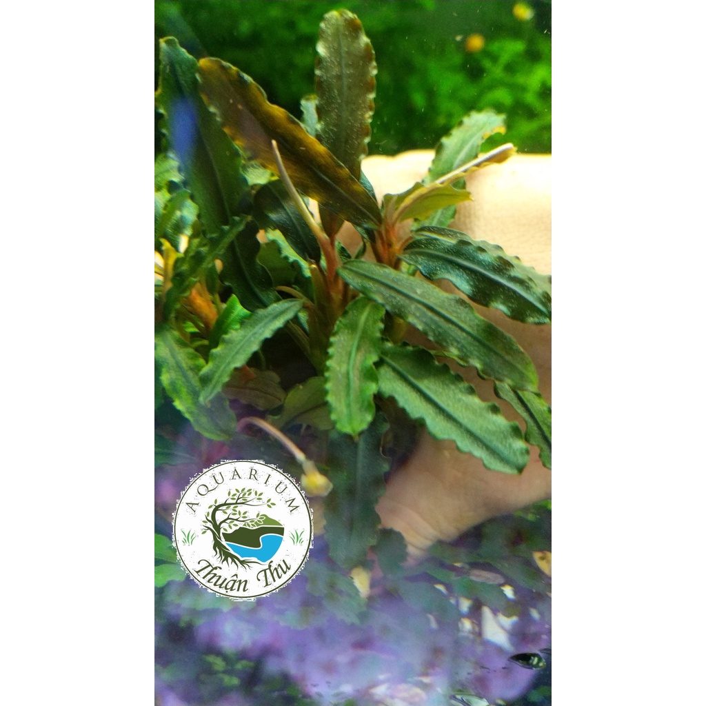 Cây Bucep Phalandra random lá răng cưa- Cây thủy sinh đẹp