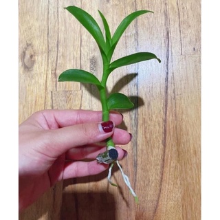 hoa lan phi điệp mix màu