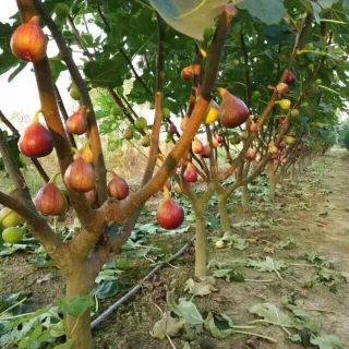 SUNG MĨ..TÁN ĐẸP.BẦU CHẮC CHẮN.ĐẢM BẢO SỐNG 100%