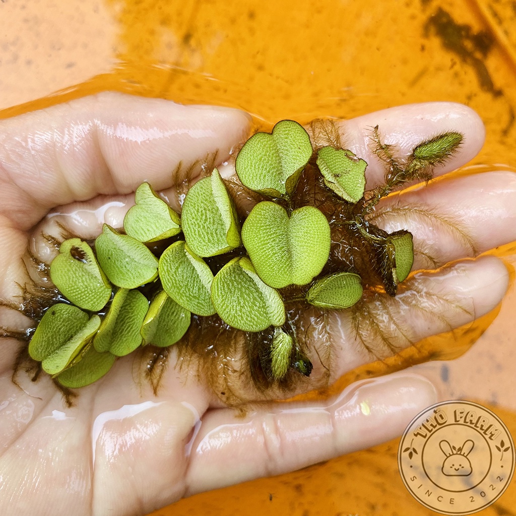 Bèo tai chuột  trang trí và lọc nước bể thủy sinh cá cảnh