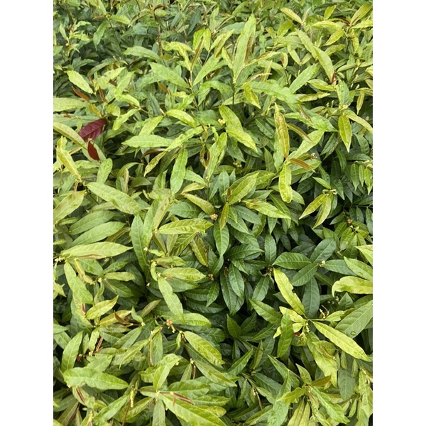 Cây Hoàn Ngọc 1kg tươi liên hệ Shop trc khi đặt hàng( Shop có cả hàng khô)