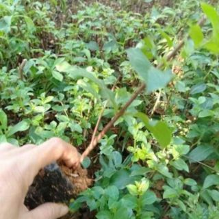 com bo 2 tường vi giống 2 màu