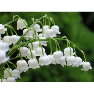 Củ giống hoa linh lan mầm đẹp_hoa lan chuông trắng tinh khôi