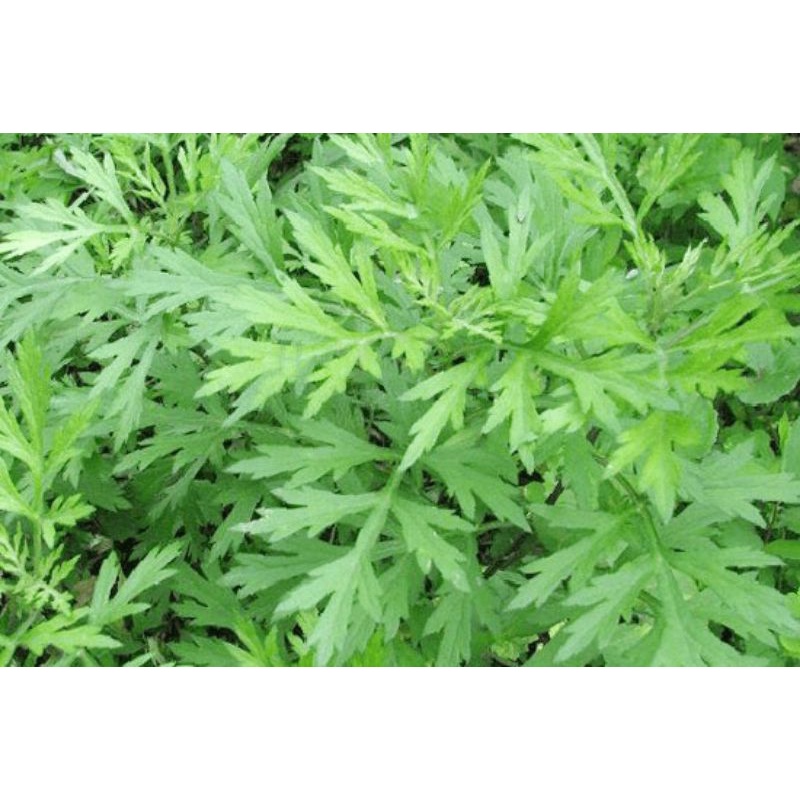 10 Cây ngải cứu giống (không có bầu đất)