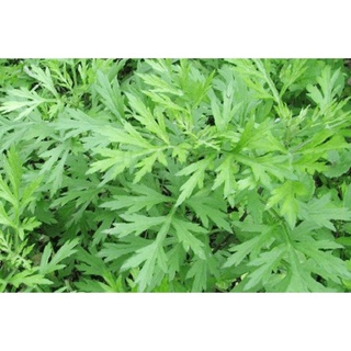 Cây ngải cứu giống