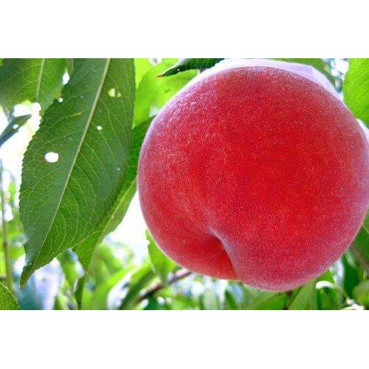 cây giống đào nhật bản