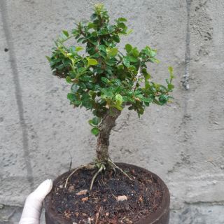 Cây sam trái lâu năm