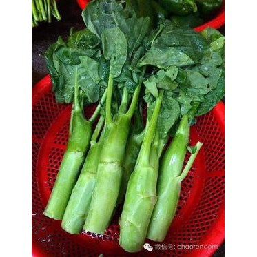 10GR - HẠT GIỐNG CẢI NGỒNG LÀN THÁI LAN &gt;2000H