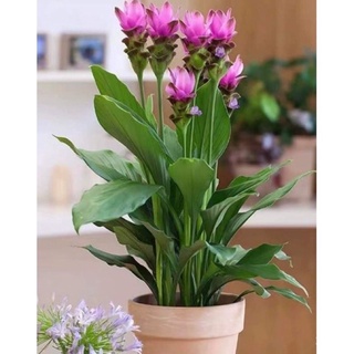 củ hoa giống đuốc thái sỉ 4k(set 5 củ)