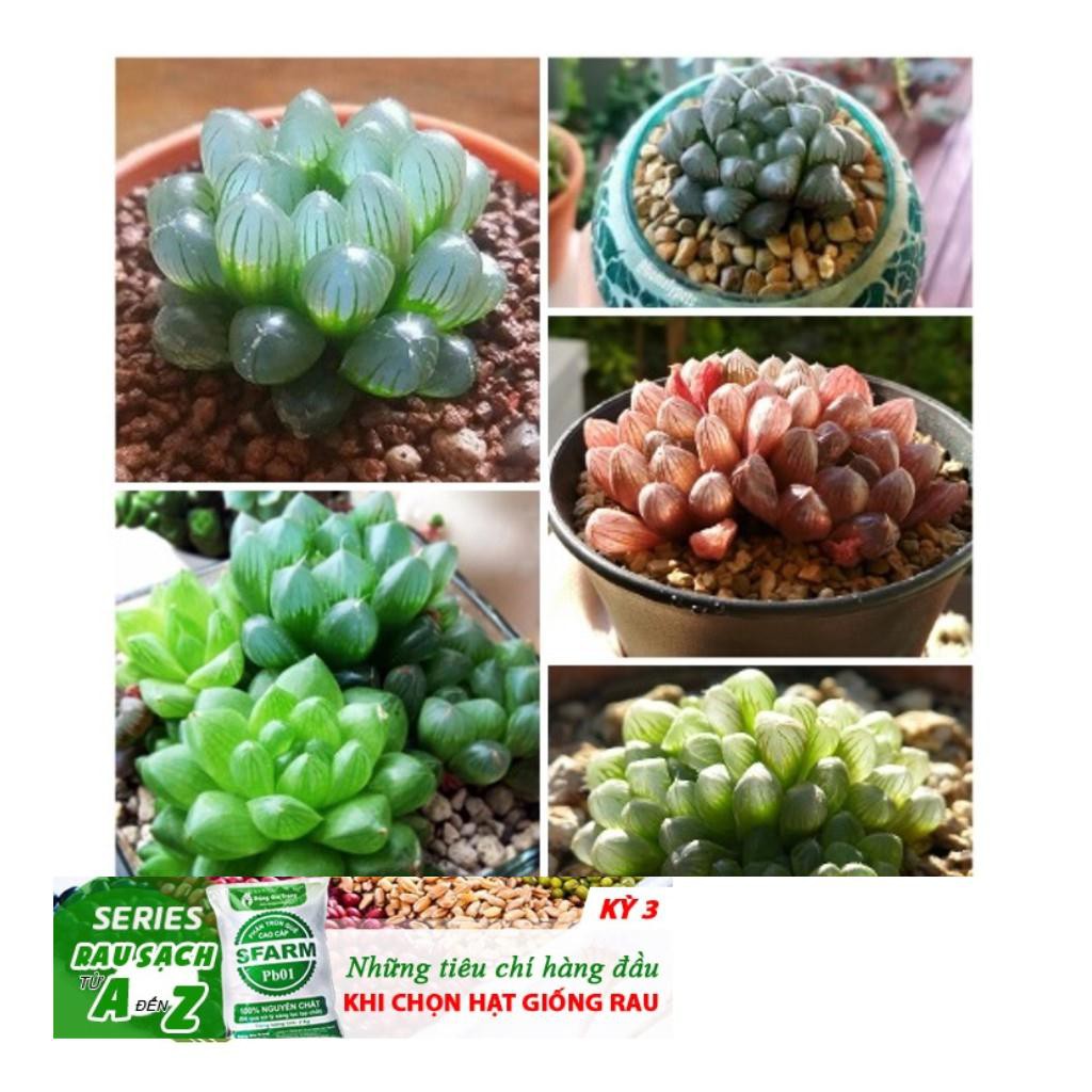 68A Hạt giống Sen đá Kim Cương