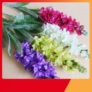 Hạt Giống Hoa Phi Yến