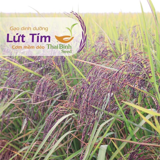 Gạo Dinh dưỡng Lứt Tím ThaiBinh Seed | BigBuy360 - bigbuy360.vn