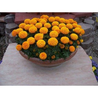 Hạt giống hoa Vạn thọ Cam lùn (20 hạt)