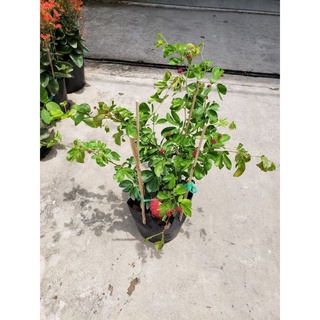 Điệp Lào- tặng kèm phân bón