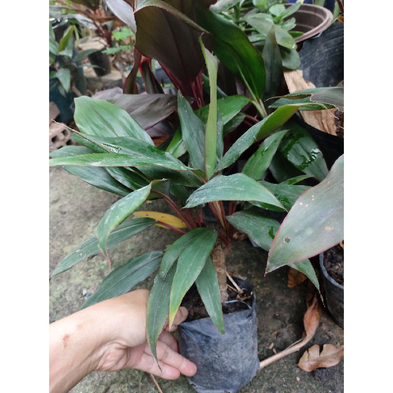 Combo 6 nhánh PHÁT TÀI ĐỎ- PHÁT TÀI HỒNG KÔNG