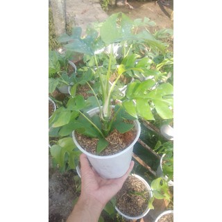 trầu mons mini