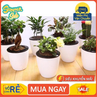  Chậu trồng cây thông minh tự tưới nước - 3 kích thước