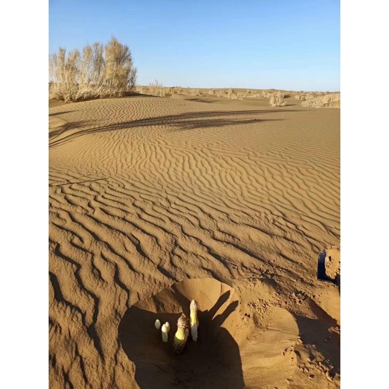 1kg NHỤC THUNG DUNG TƯƠI