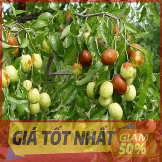 Cây Táo Tàu Cây Giống Nhập Khẩu cây đẹp cam kết chượng lượng