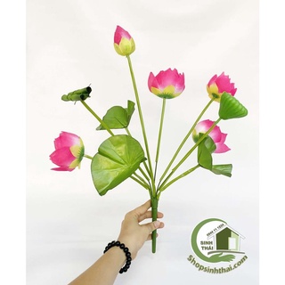 Hoa sen giả - Bụi sen lá cuốn lớn