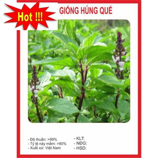 Hạt Giống Rau Húng Quế 2g