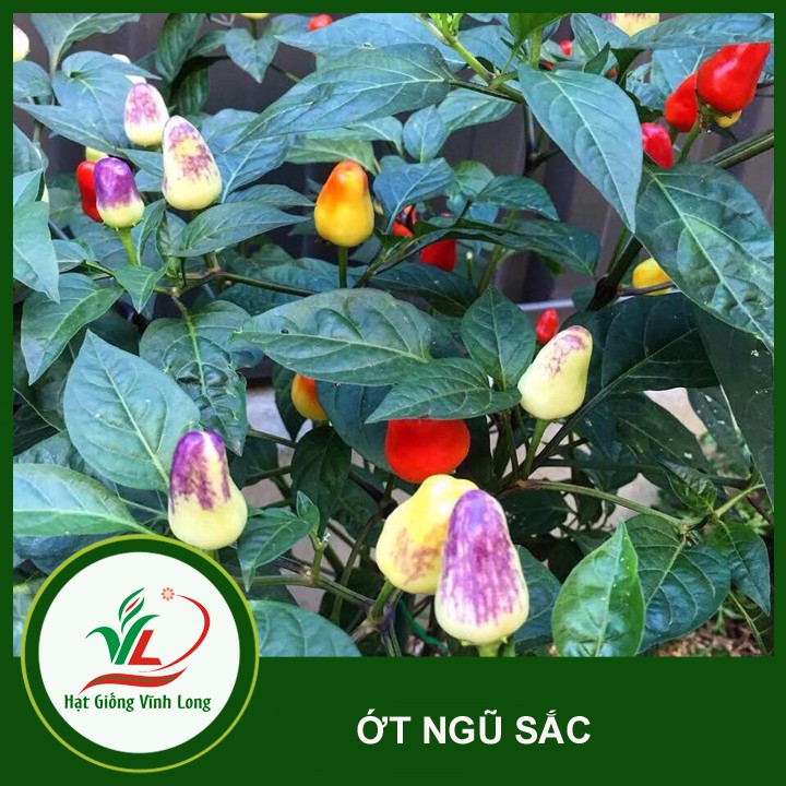 Hạt giống Ớt ngũ sắc RD 825 - 0.1g