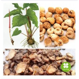 Bán hạ nam khô (gói 1kg) - TTD278