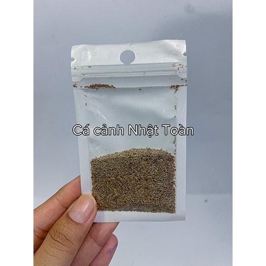 HẠT GIỐNG THỦY SINH NGƯU MAO CHIÊN HÀNG LÙN TỐT 10G