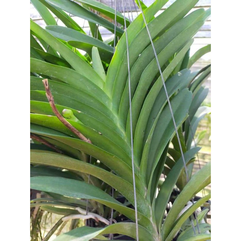 Hoa lan vanda đang nụ