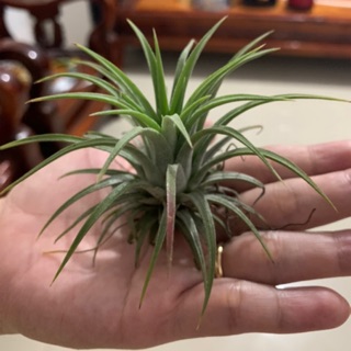 Cây Không Khí Thạch Thảo( Tillandsia Ionantha)